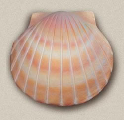 Picture of product Shell Biodegradable Urn - CEU2612